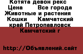 Котята девон рекс › Цена ­ 1 - Все города Животные и растения » Кошки   . Камчатский край,Петропавловск-Камчатский г.